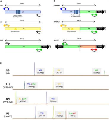 SSU1 Checkup, a Rapid Tool for Detecting Chromosomal Rearrangements Related to the SSU1 Promoter in Saccharomyces cerevisiae: An Ecological and Technological Study on Wine Yeast